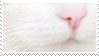 white cat muzzle